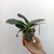 Phalaenopsis Black Sentra