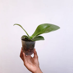 Phalaenopsis Gigantea × Sib