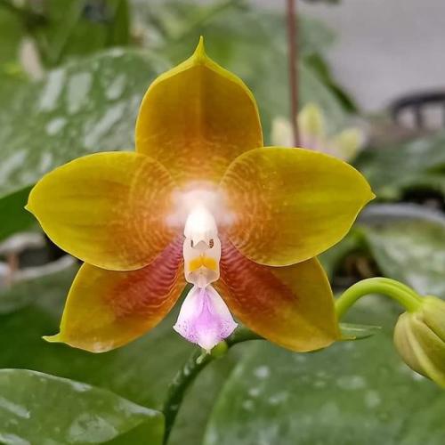 Phalaenopsis Ld's Bear King 'RH-3'