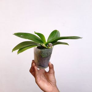 Phalaenopsis Zheng Min Etching