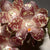Phalaenopsis Gigantea × Sib