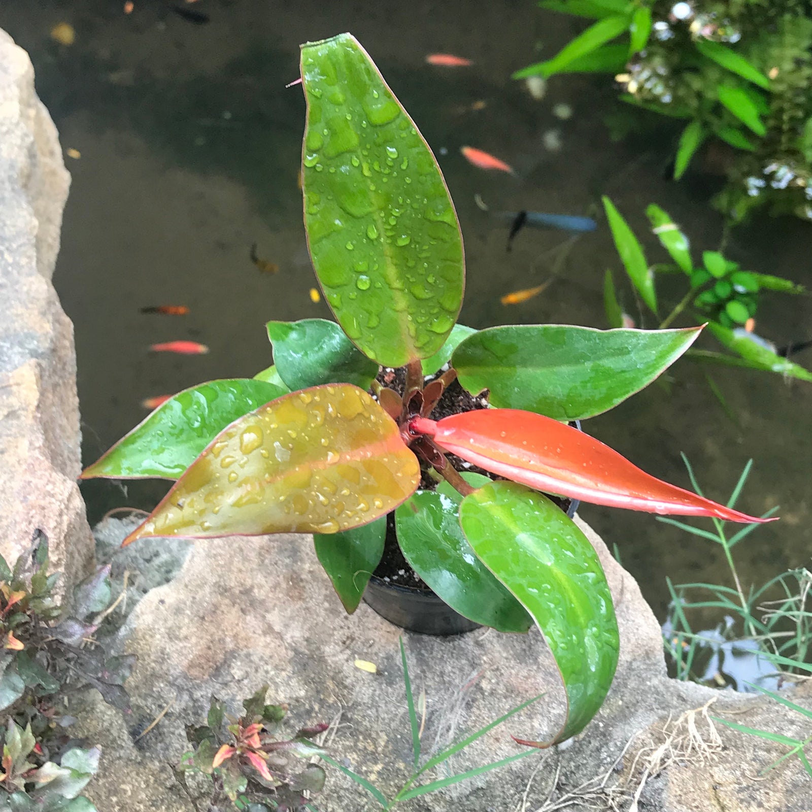 Philodendron 'Prince of Orange'