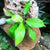 Philodendron Ceylon