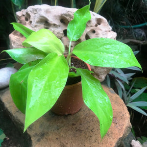 Philodendron Ceylon