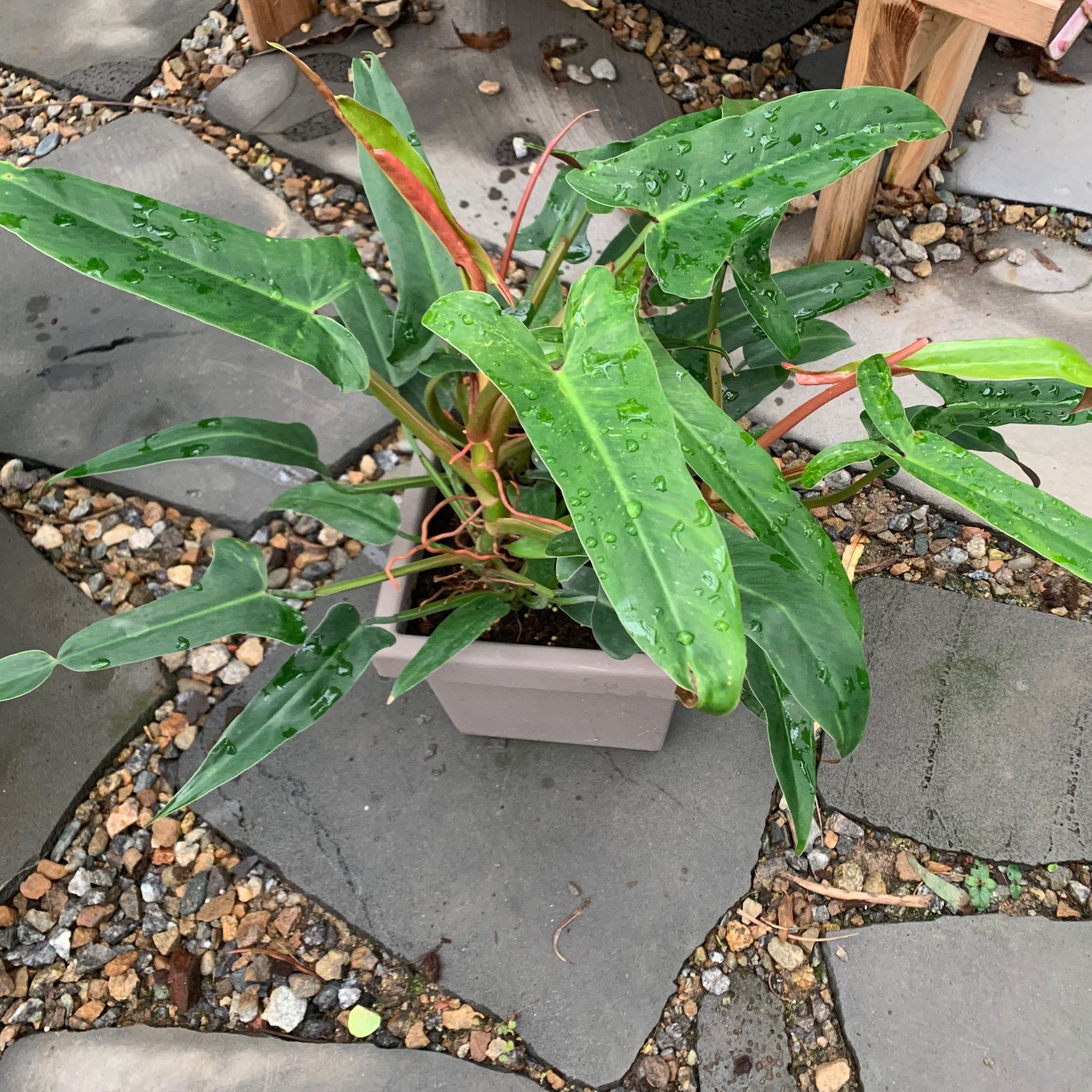 Philodendron Diflexum