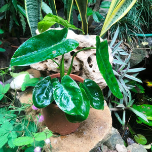 Philodendron Kerala hybrid