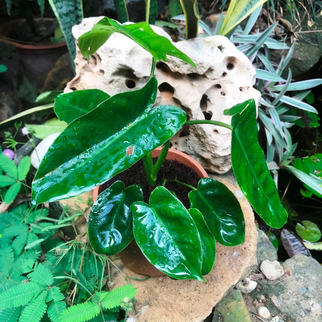 Philodendron Kerala hybrid