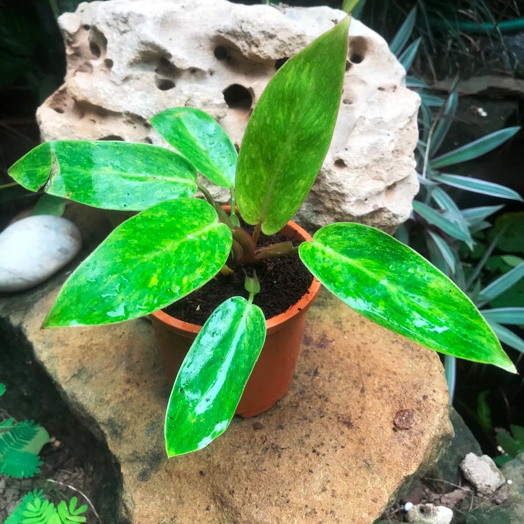 Philodendron 'Painted Lady'