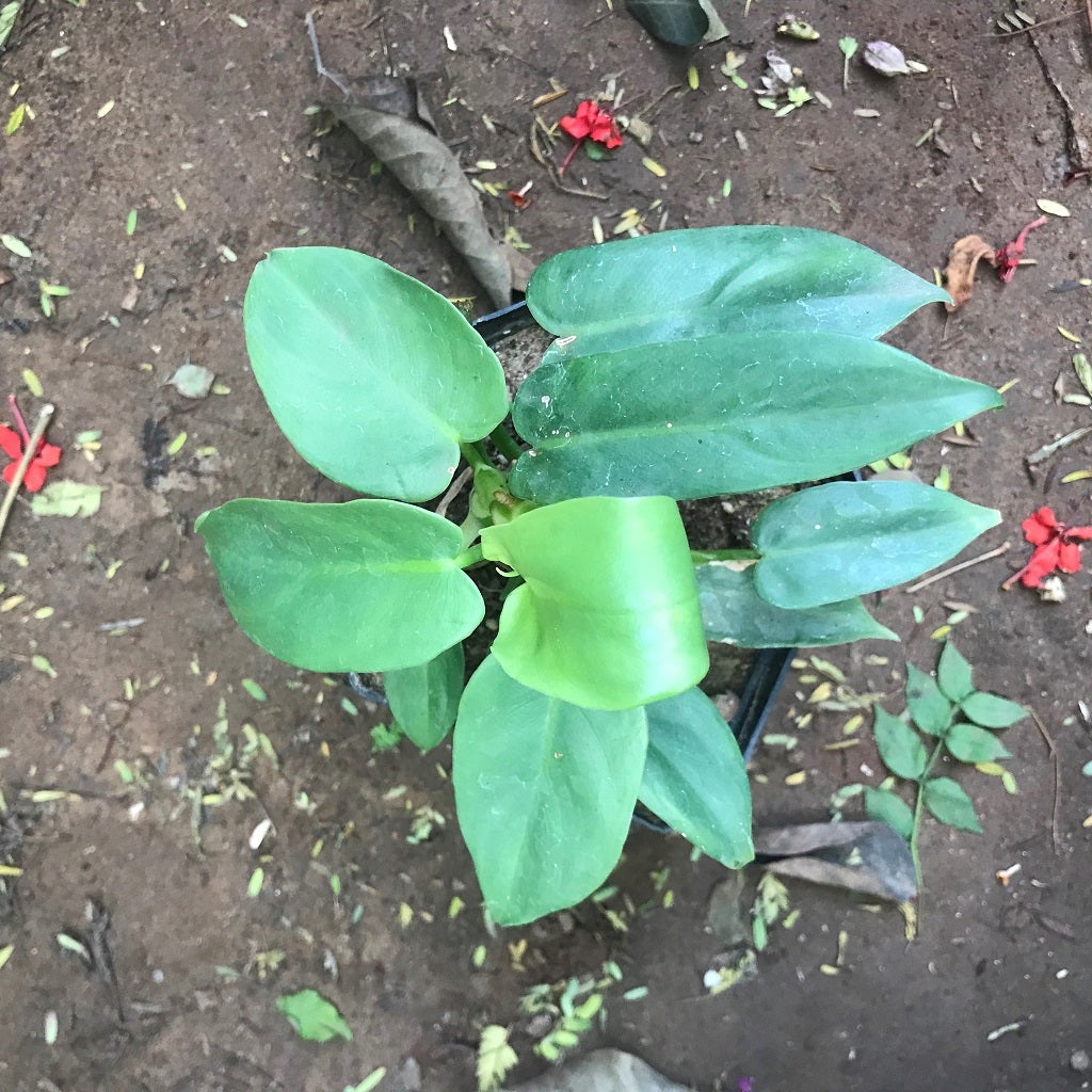 Philodendron 'Panduriforme'