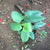 Philodendron 'Panduriforme'