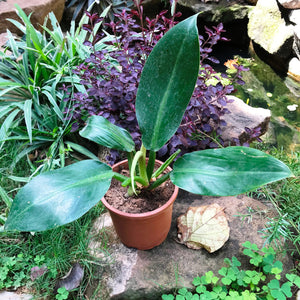 Philodendron 'Red emerald'