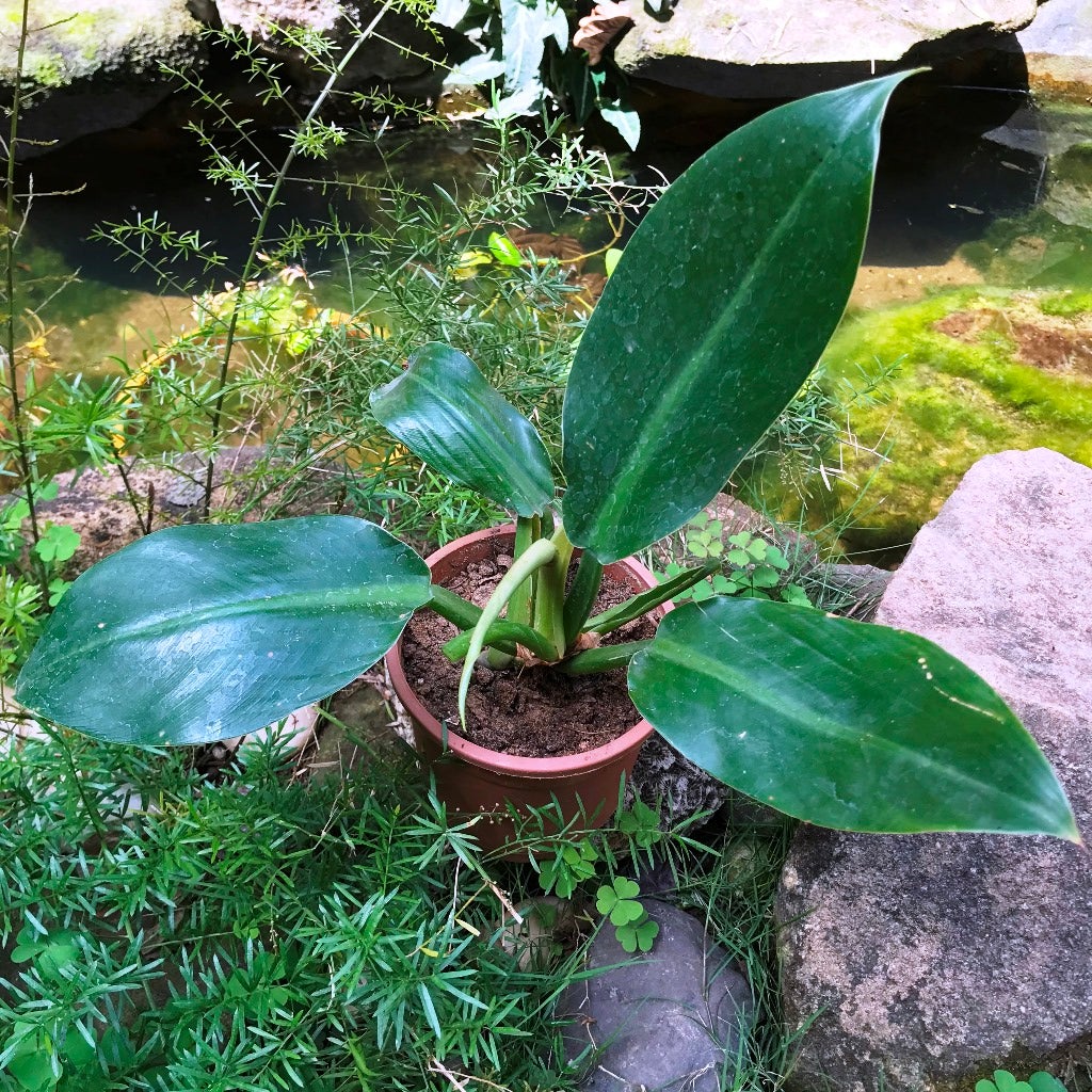 Philodendron 'Red emerald'