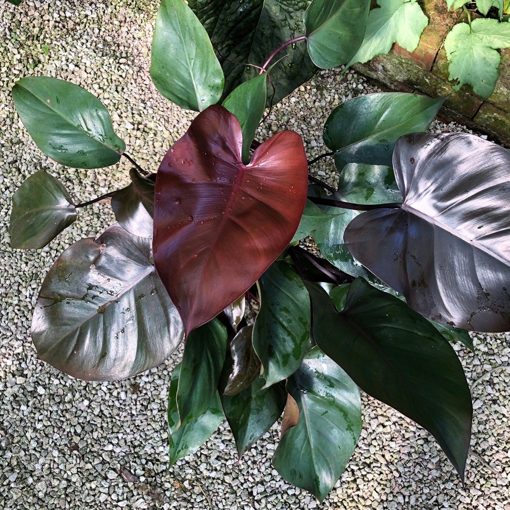 Philodendron Royal Queen