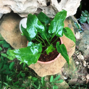 Philodendron Selloum 'Green'