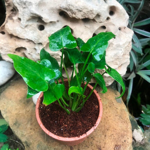 Philodendron Selloum 'Green'