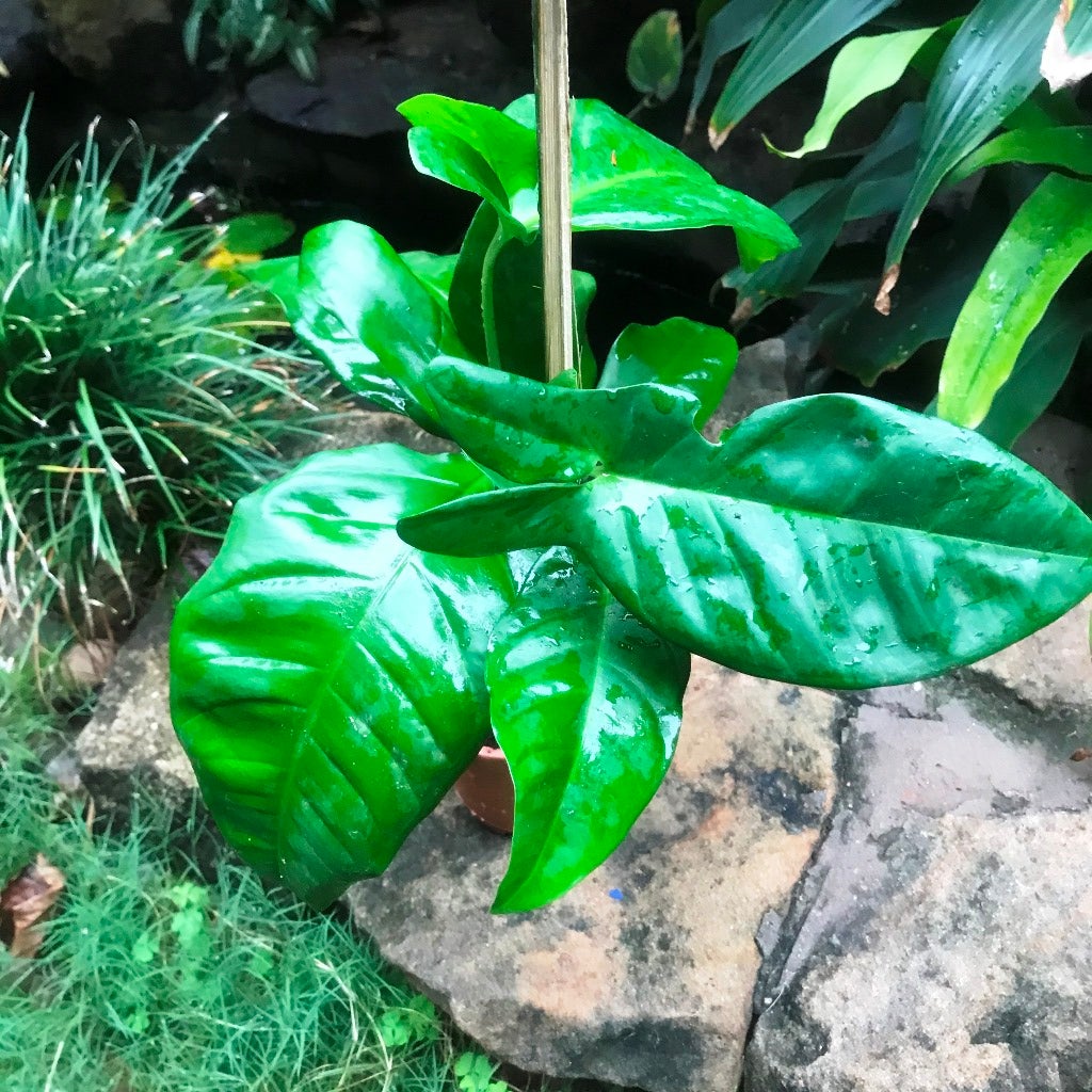 Philodendron 'Tripartitum'