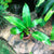 Philodendron 'Wendlandii'