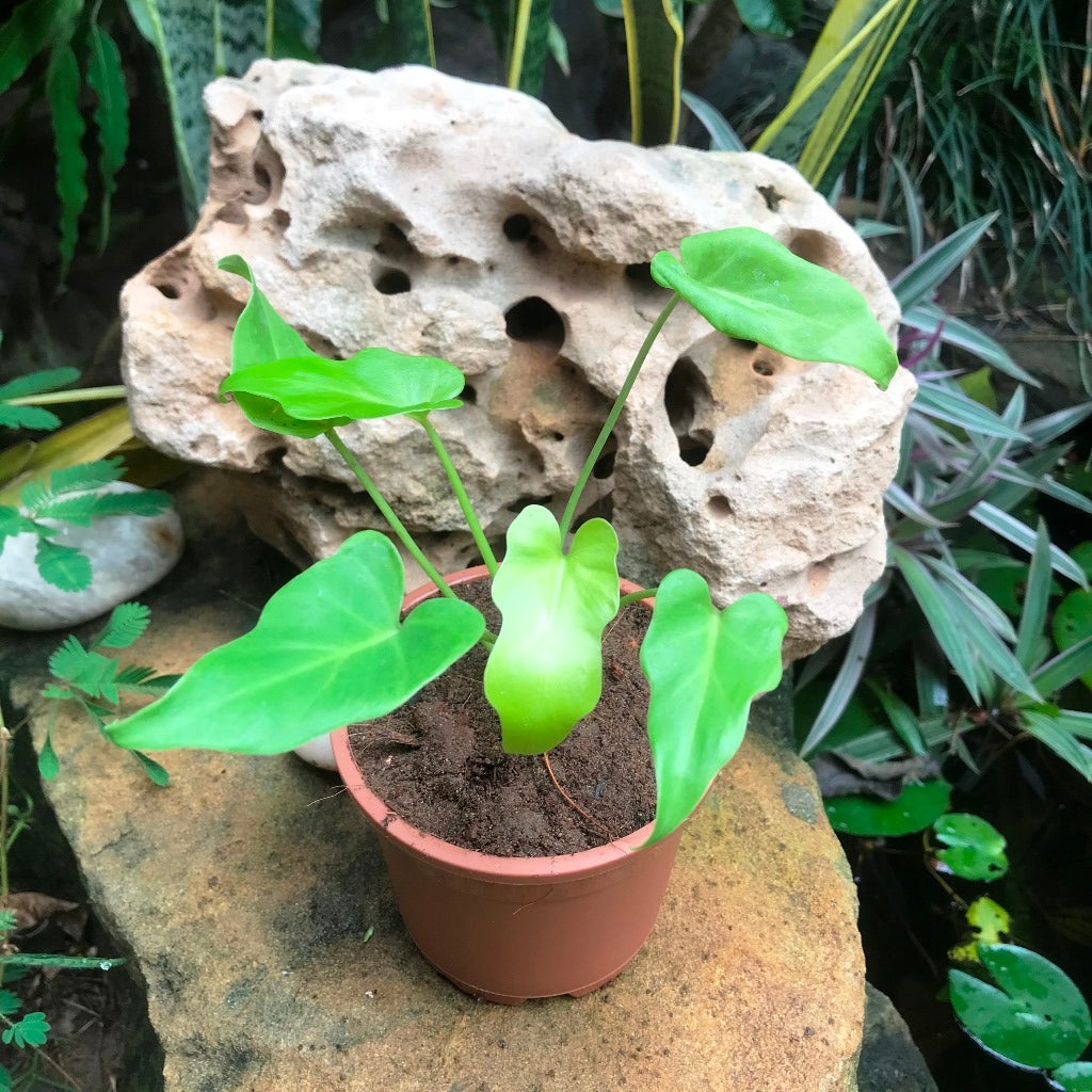 Philodendron Xanadu 'Golden'