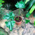Philodendron Xanadu 'Green'