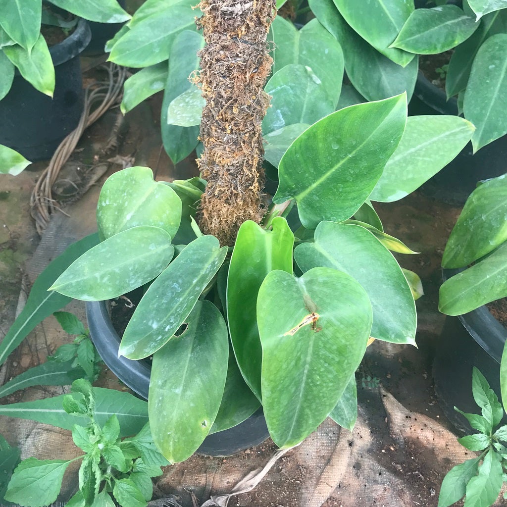 Philodendron 'Emerald Duke'