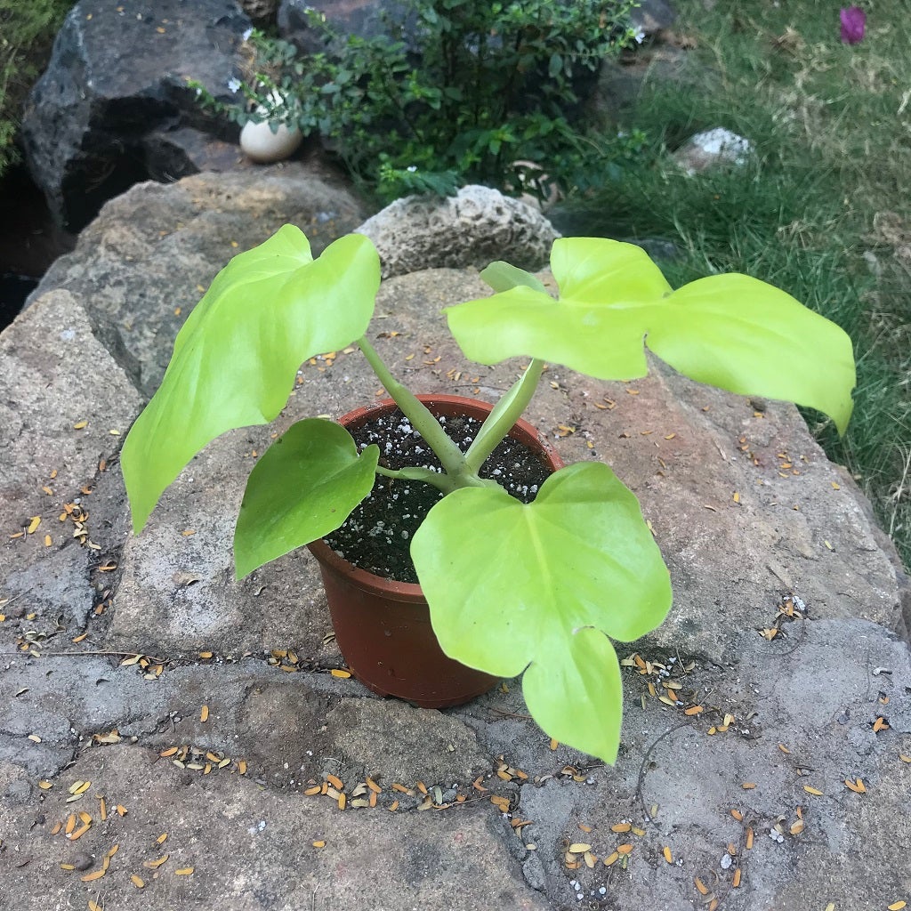 Philodendron 'Lemon-Lime'