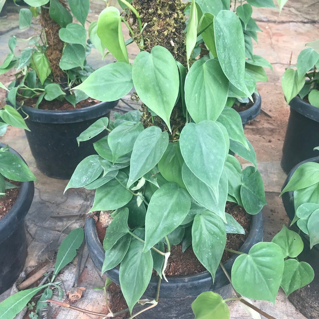 Philodendron 'Hederaceum'