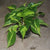 Philodendron Scandens 'Variegata'