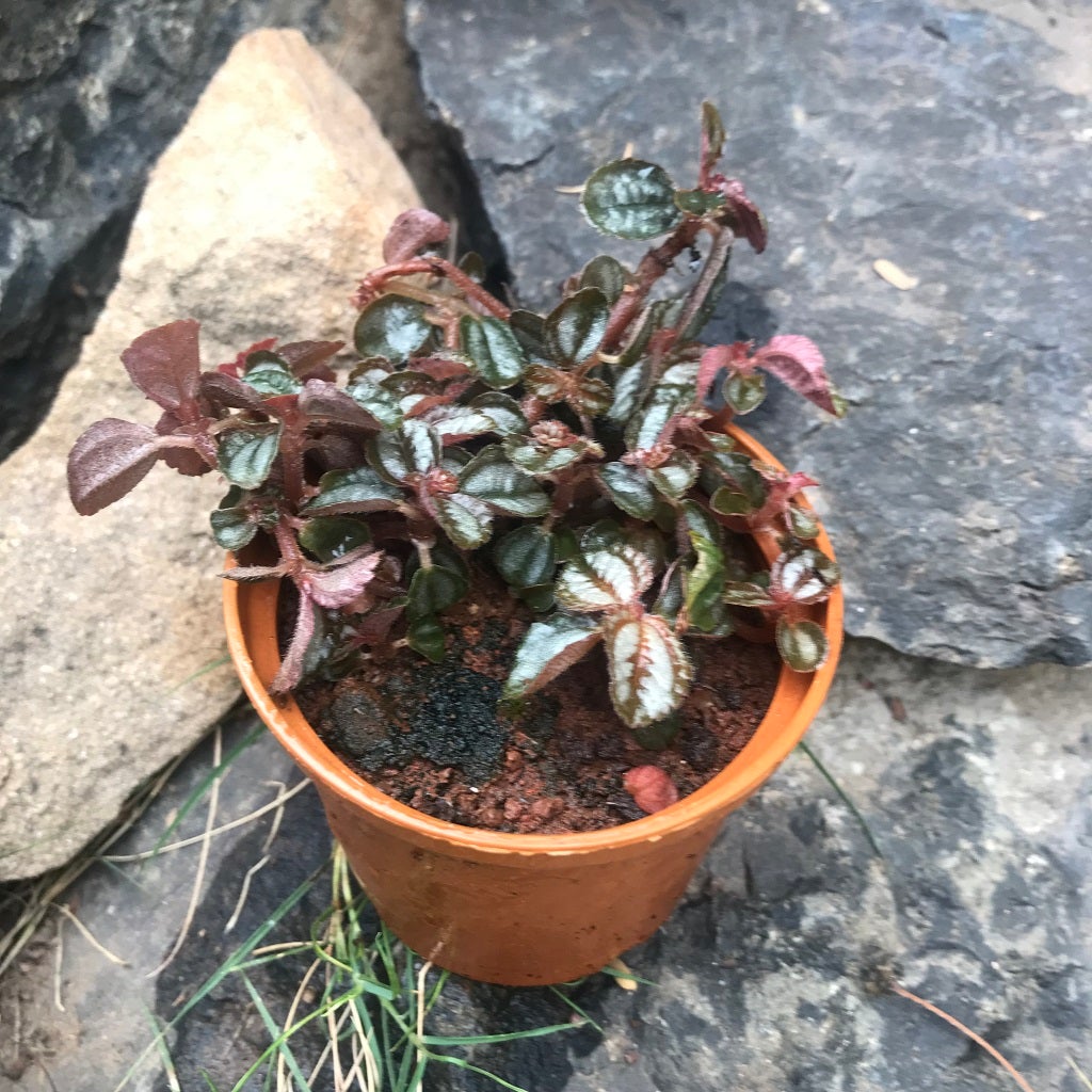 Pilea Spruceana 'Norfolk'