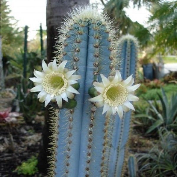 Pilosocereus Pachycladus - Blue Columner Cactus