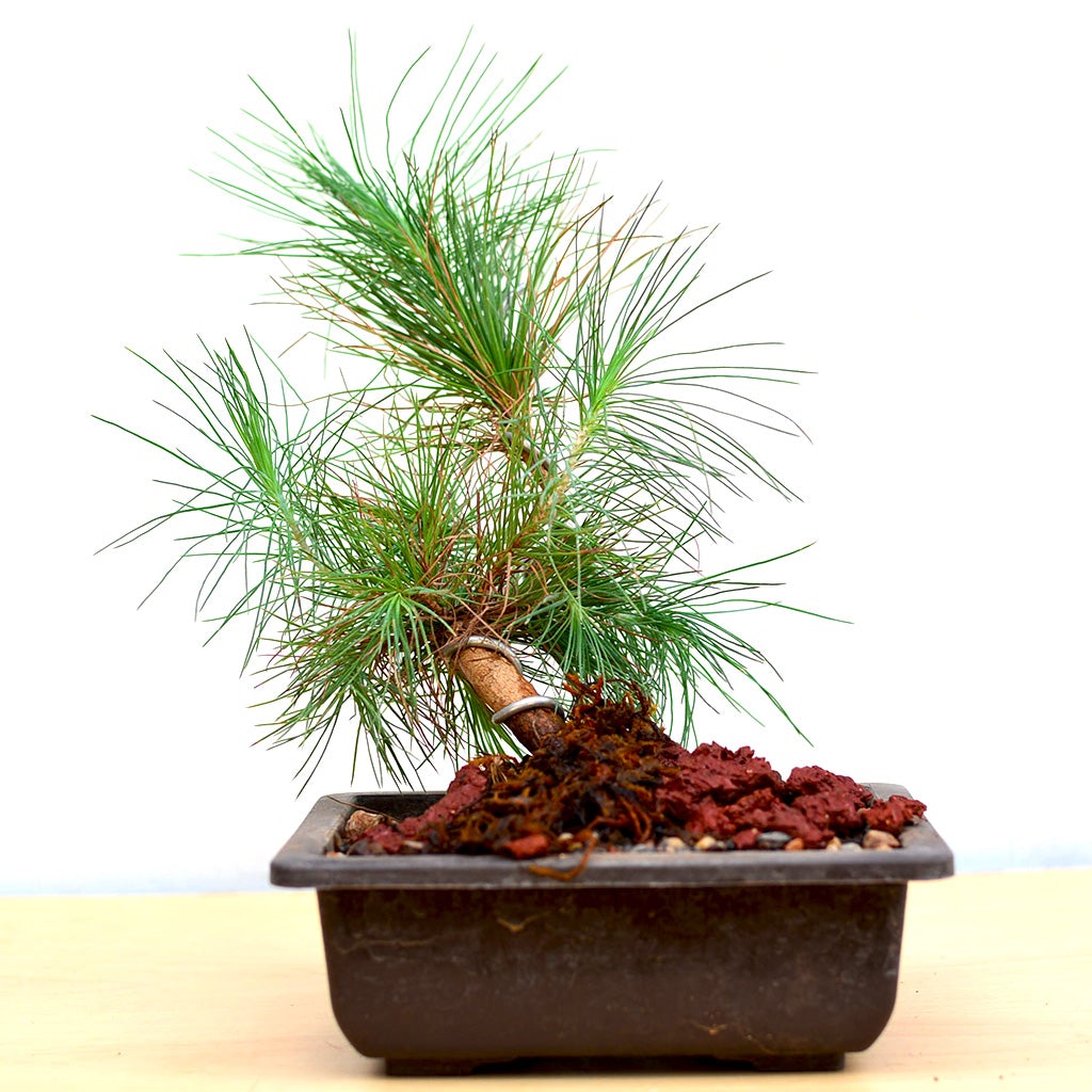 Bonsai Pine