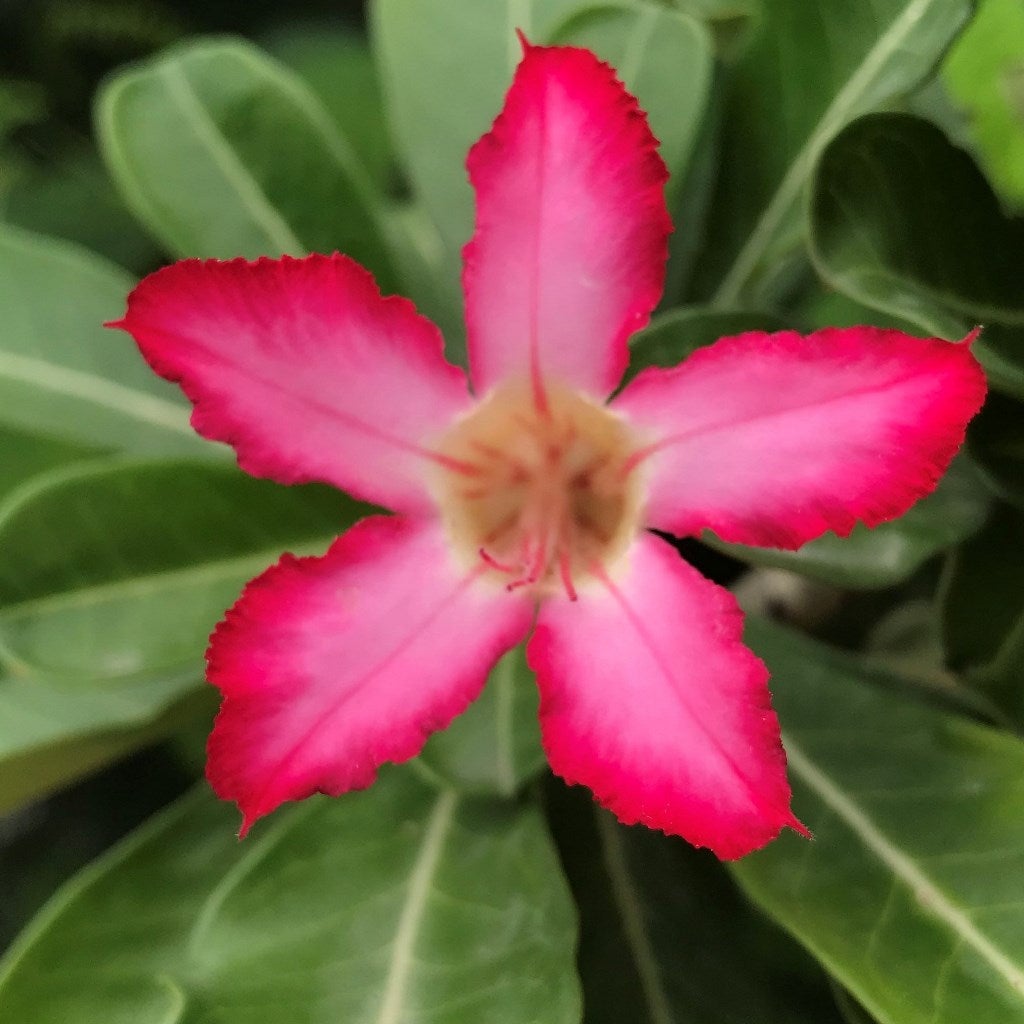 Pink Star