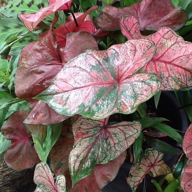 Caladium 'Pink Cloud' (Bulbs)