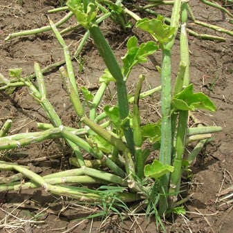 CissusTriangularis - Asthisamhari