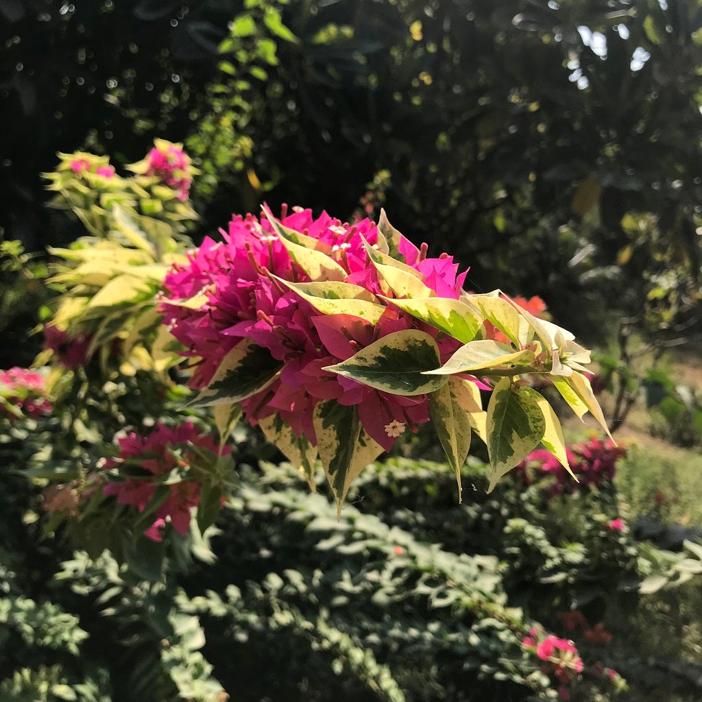 Bougainvillea 'Pixie Queen'