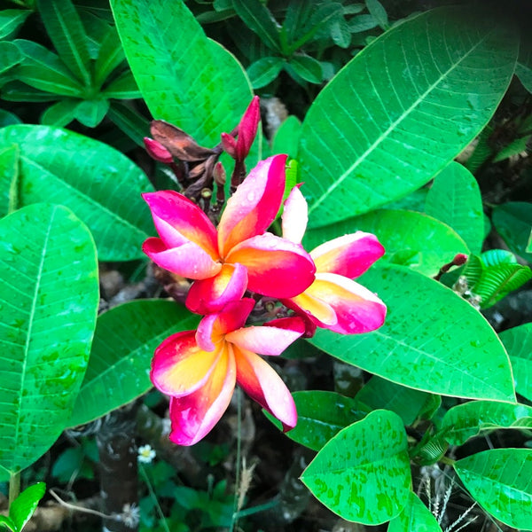 ❁…Plumeria…❁ Plumeria pudica Jacq. | Colombian Plants made accessible
