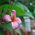 Plumeria Obtusa Pink Plants myBageecha - myBageecha