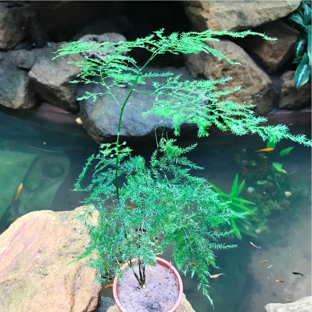 Asparagus Setaceus Plumosus