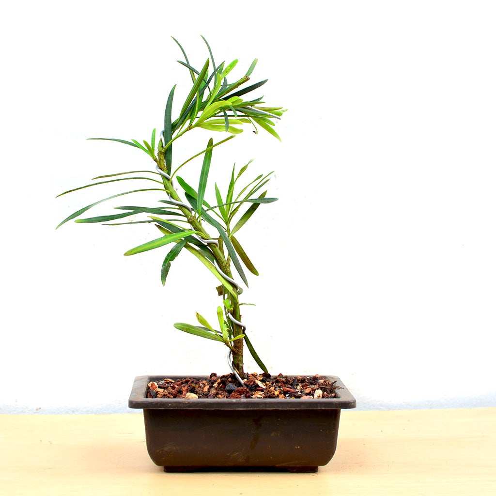 Bonsai Podocarpus