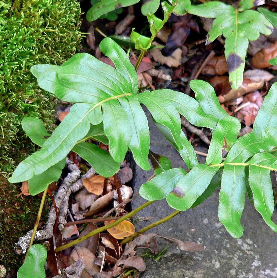 Polypodium Scouleri