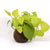 Kokedama Moss Ball - Neon Pothos