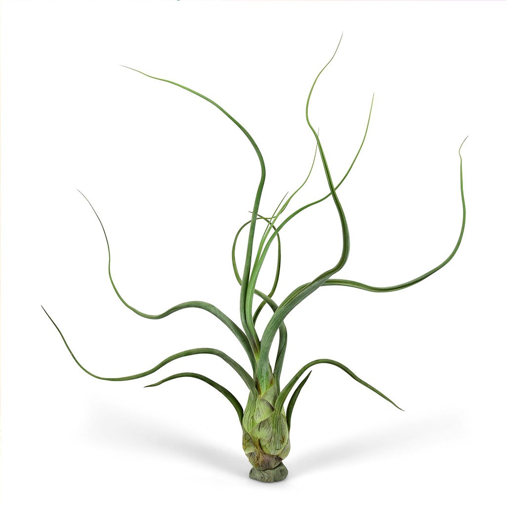 Tillandsia Pseudobaileyi Air Plant