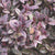 Purple False Eranthemum Plants myBageecha - myBageecha
