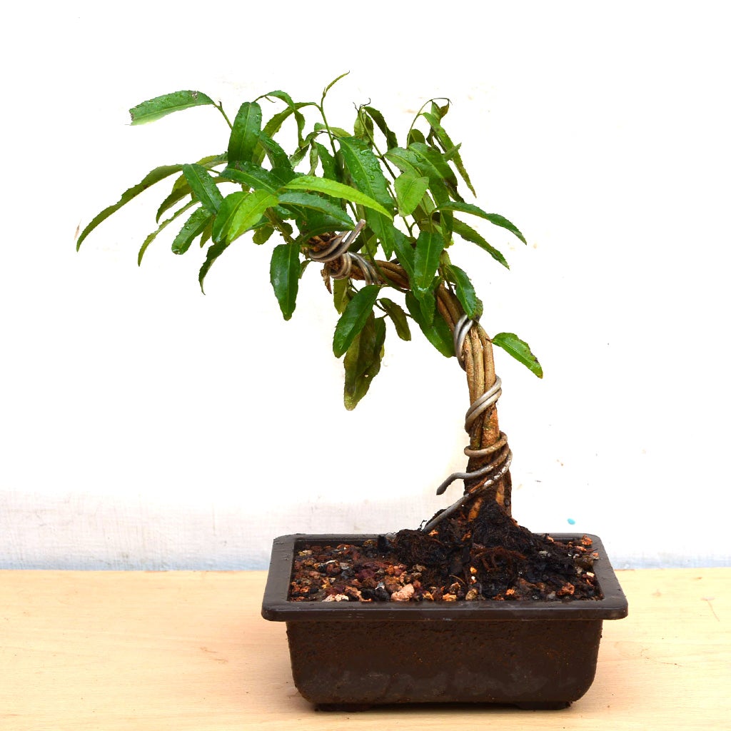 Bonsai Putranjiva