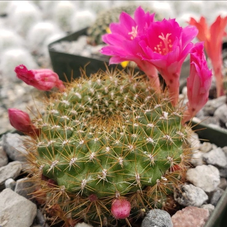 Rebutia minuscula