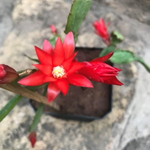 Red Easter Cactus