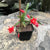 Red Easter Cactus