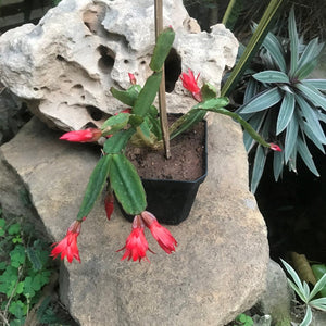 Red Easter Cactus