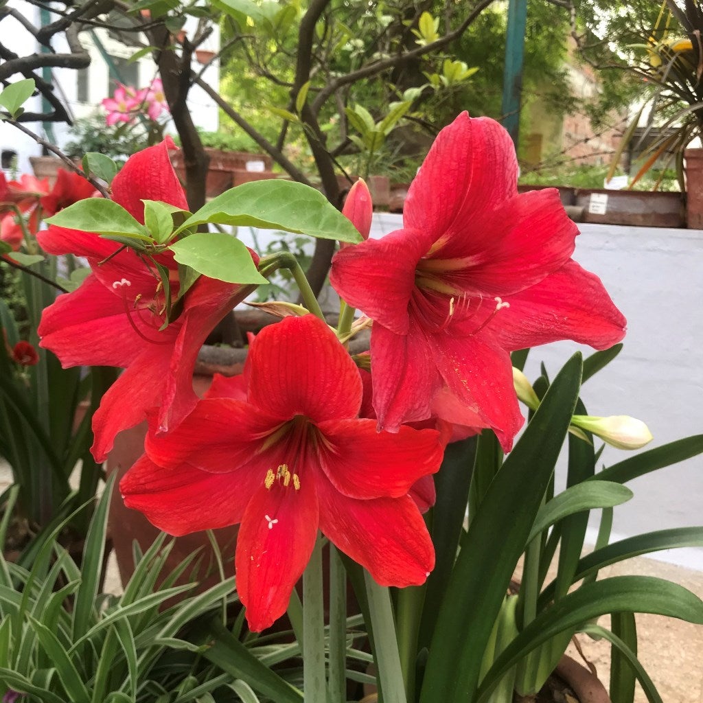 Amaryllis 'Red Peacock' (Bulbs)