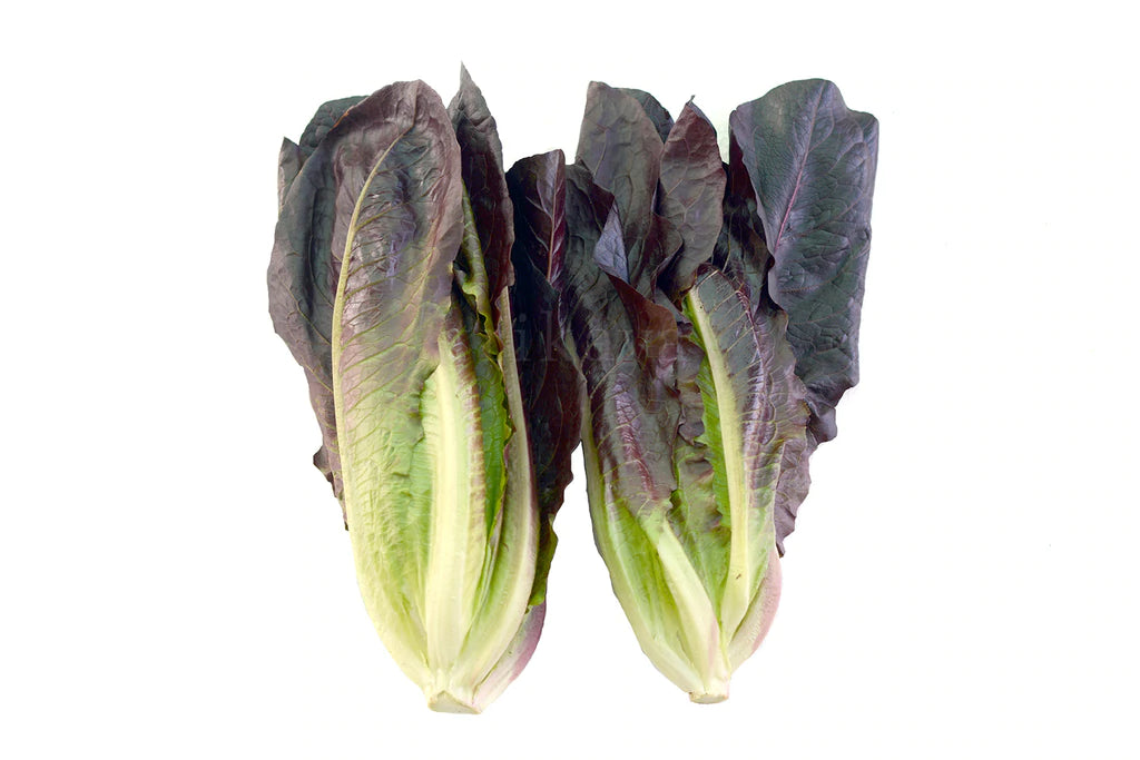 Lettuce - Red Romaine