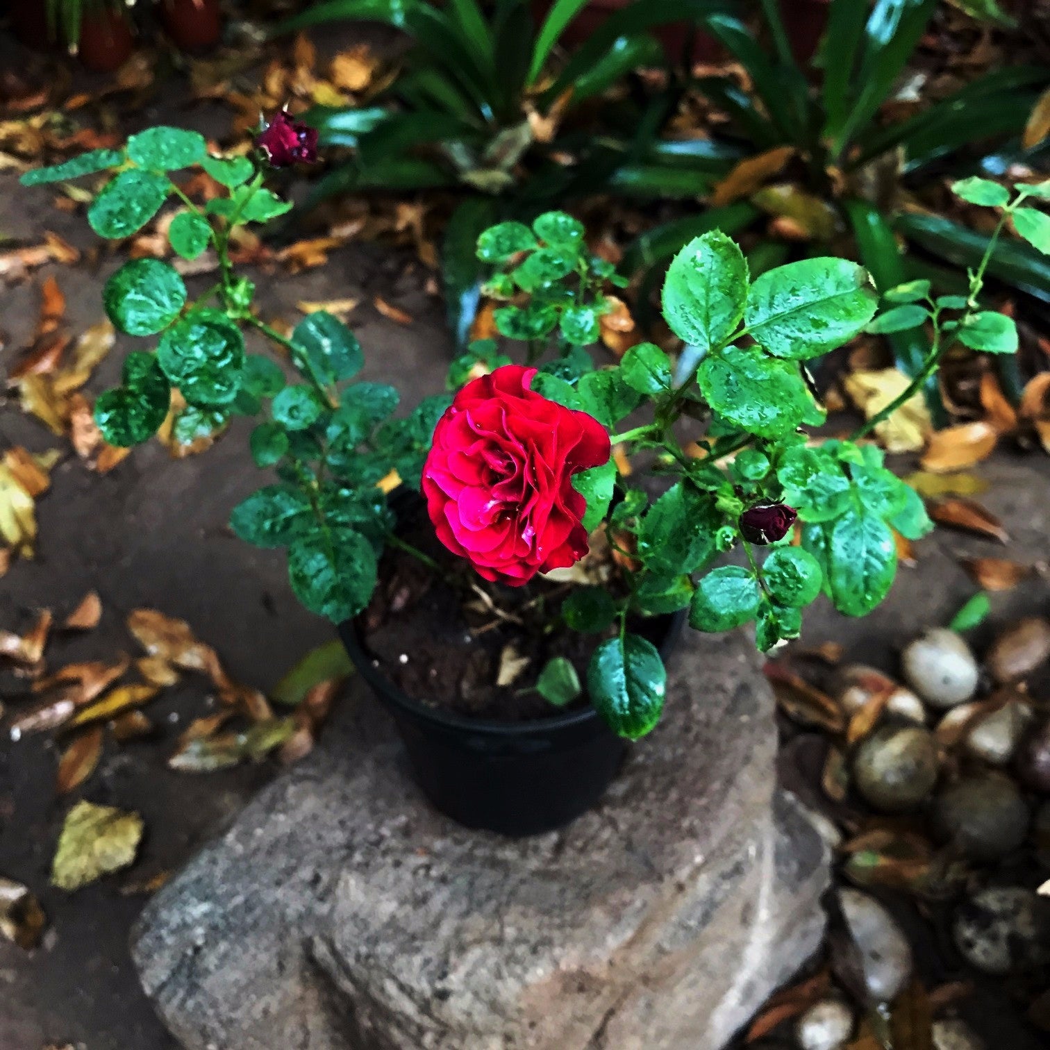 Red Beauty-Miniature Rose Plants myBageecha - myBageecha